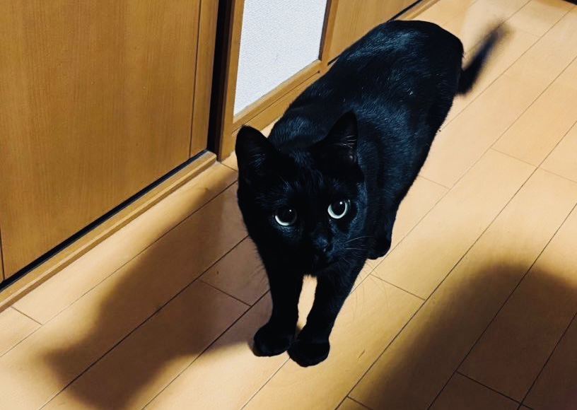 廊下に立つ黒猫