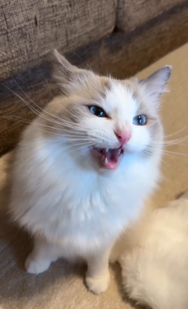 大きな口で鳴く猫