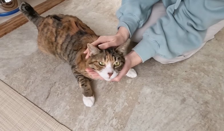 頭を撫でられる猫