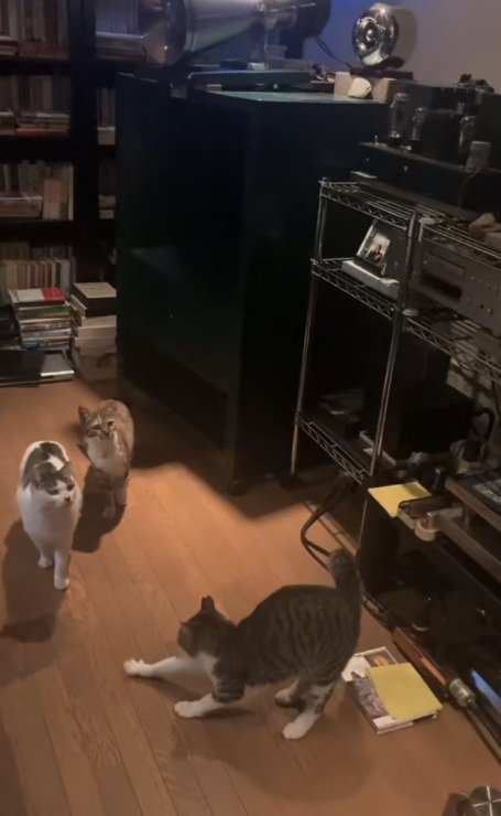 本棚の前で過ごす3匹の猫たち