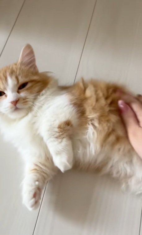 おなかをなでられているマンチカン