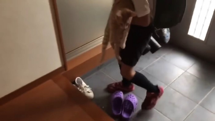 抱き上げられる猫ちゃん