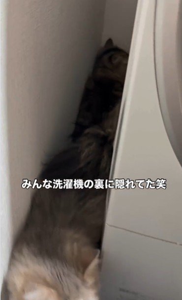 洗濯機の裏に隠れている猫