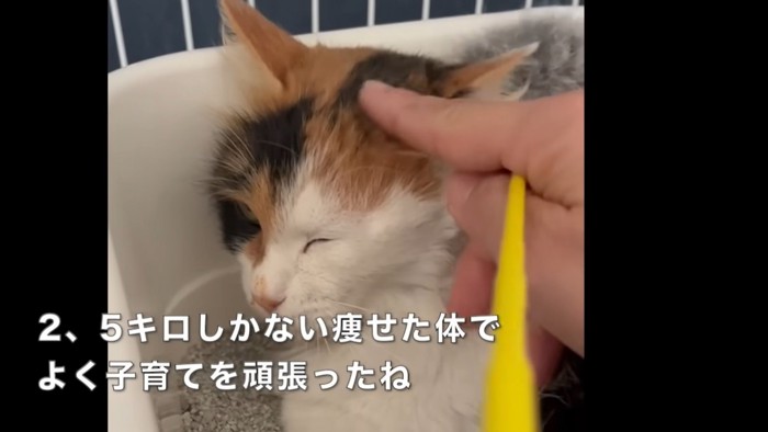 テロップ「2.5キロしかない～」