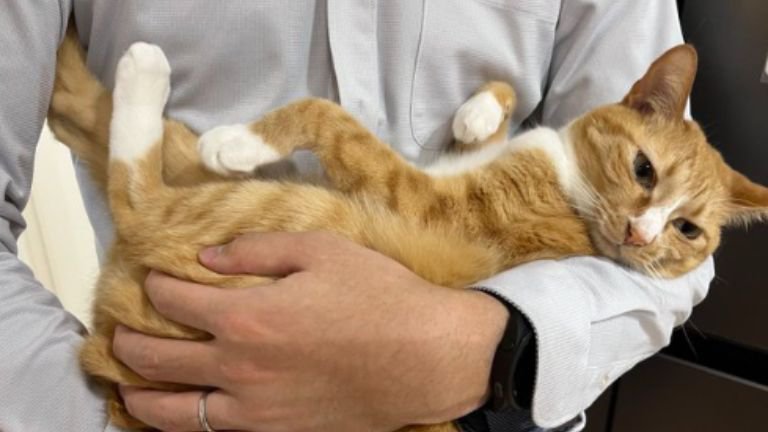 抱っこされている猫