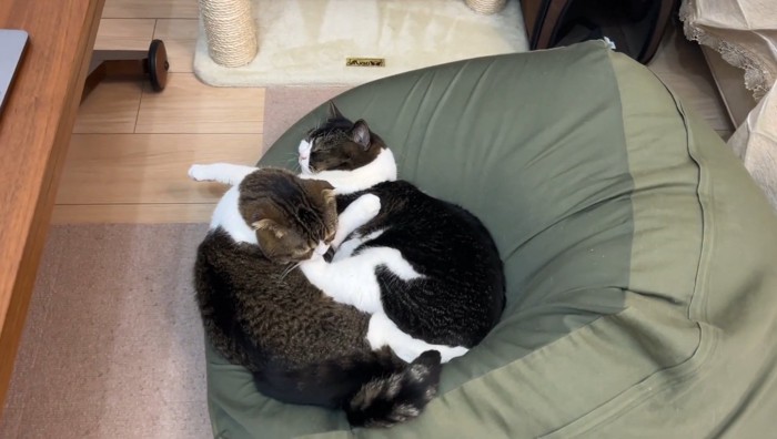 クッションの上に