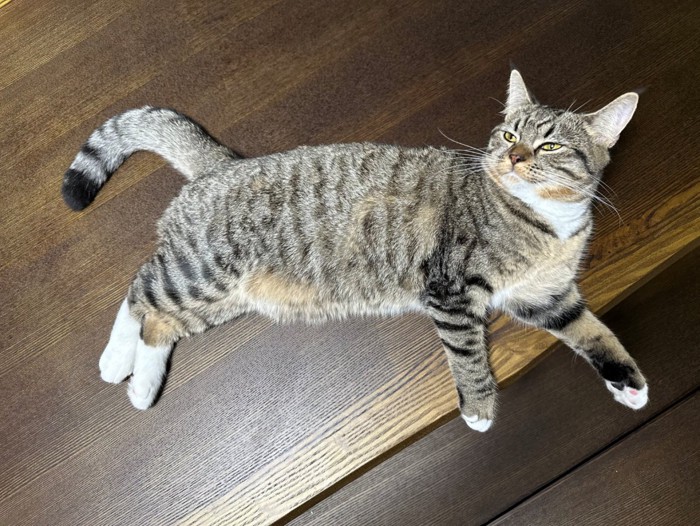 目を細めて横になる猫