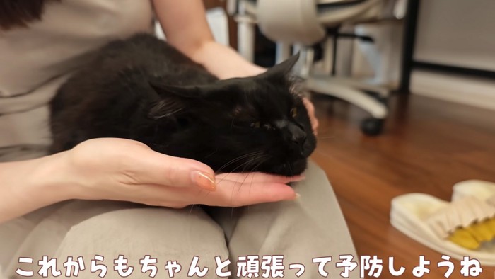 撫でられる猫