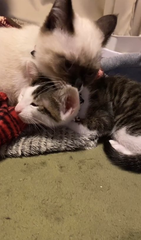 キジ白子猫に毛づくろいしているシャムミックスの子猫