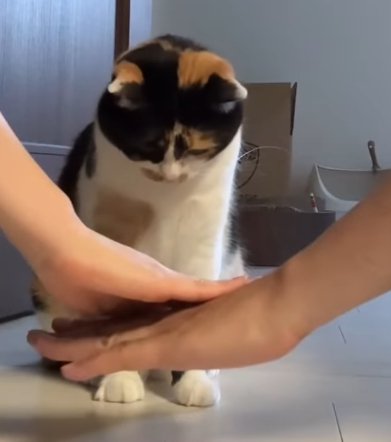 二人の手とそれをうつむいてじっと見る猫