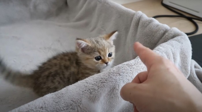 指を狙う子猫