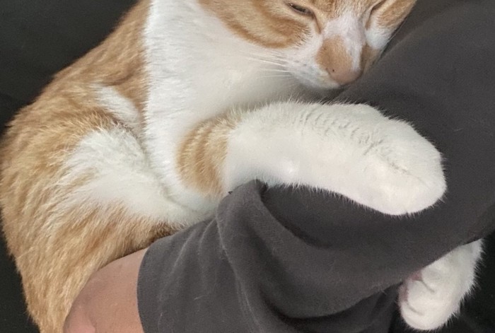 飼い主さんの腕をホールドする猫