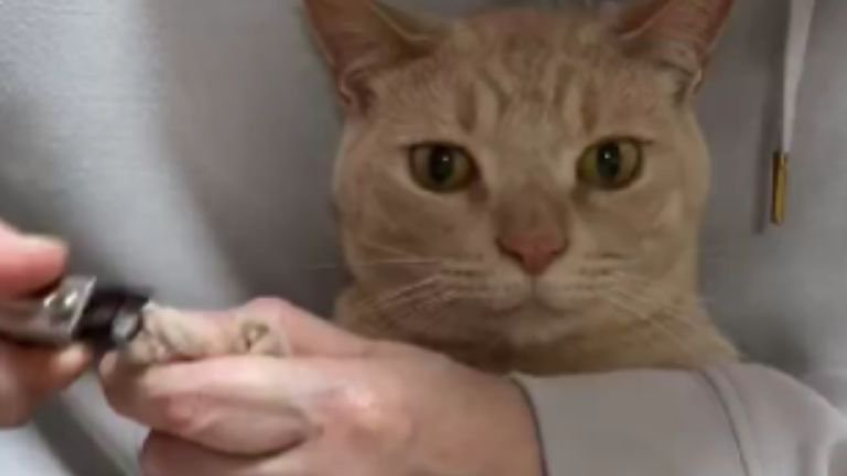 爪切りされている猫