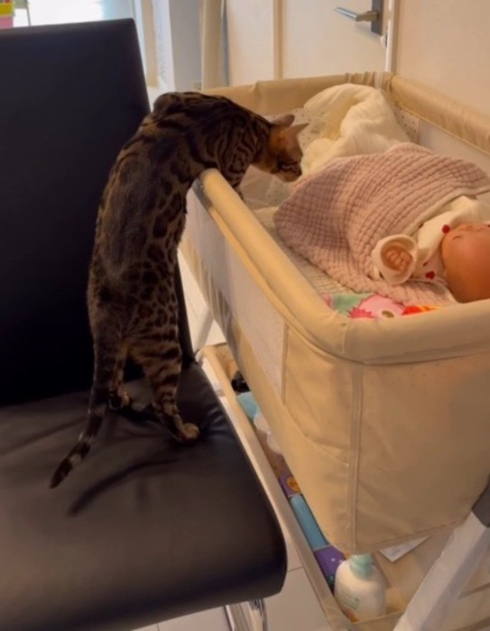 ベビーベッドに上半身だけ入る猫