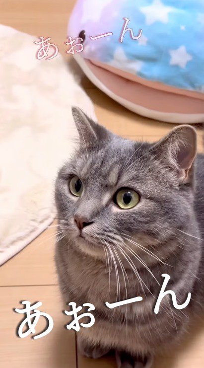 遠吠えをする女性を見つめる猫