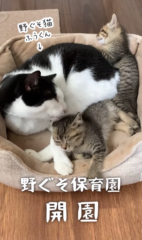 猫ベッドに寝ている子猫2匹と白黒猫