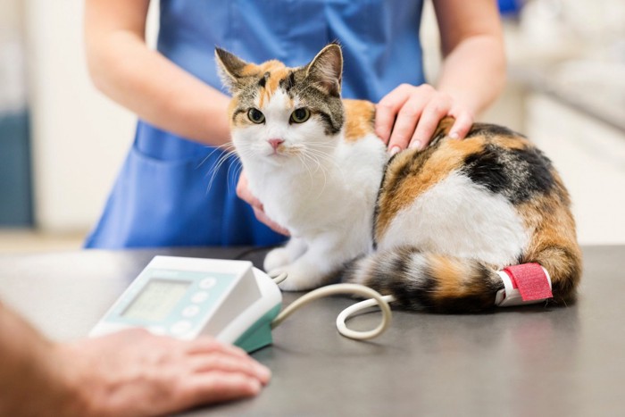 動物病院で血圧測定中の猫