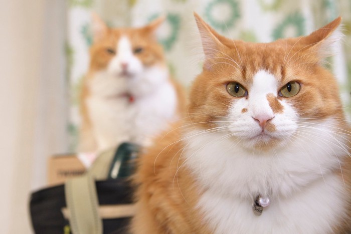 二匹の猫 正面 