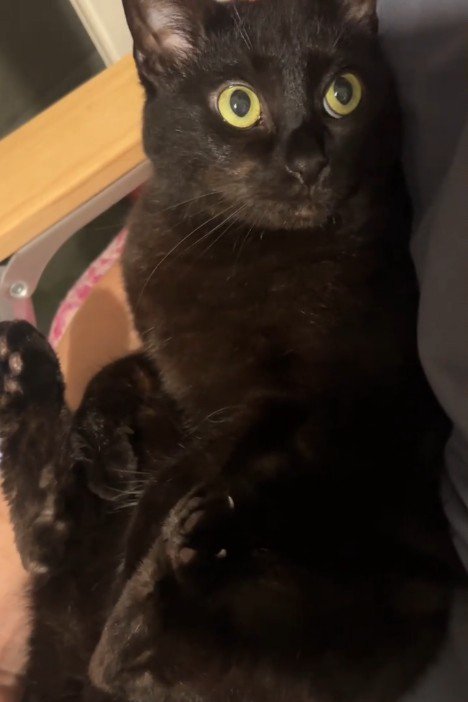 目を丸くして上を見る猫