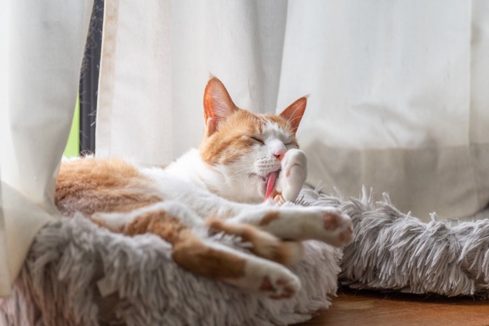 毛繕いをする猫