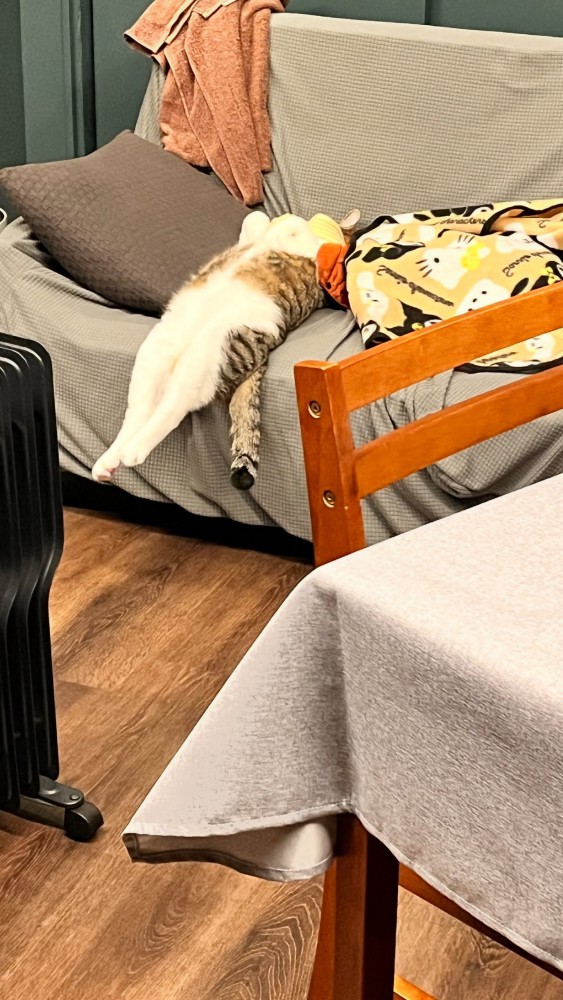 ソファーで寝ている猫