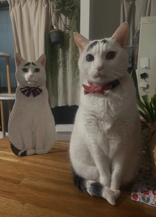 等身大パネルのそばでお座りをしているカメラ目線の猫