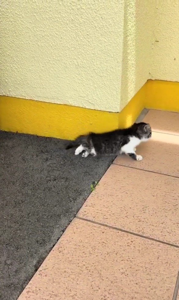 足を引きずっている子猫