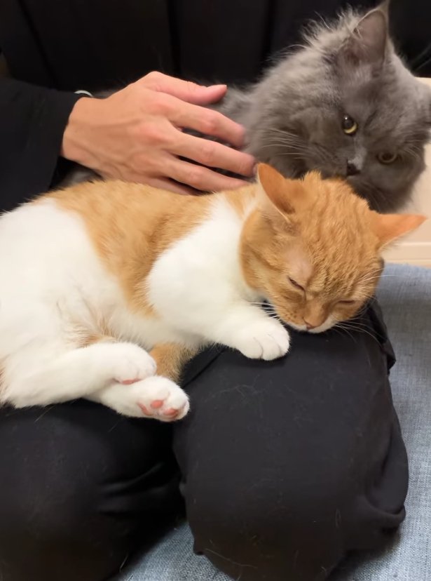 飼い主の膝の上で寝ている猫の後ろでややカメラ目線の猫