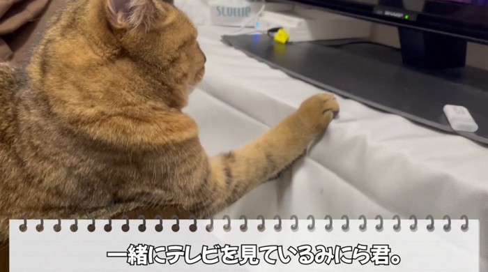 テレビを見ている猫