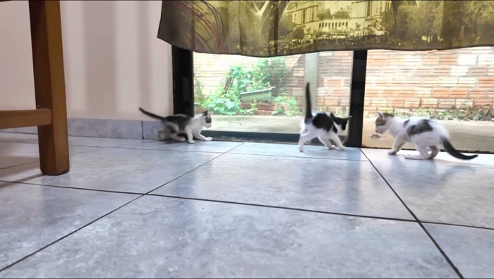 窓際で遊ぶ3頭の子猫%たくさん食べて大きくなってね