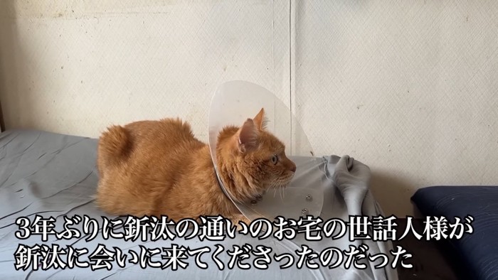 カラーをつけた猫