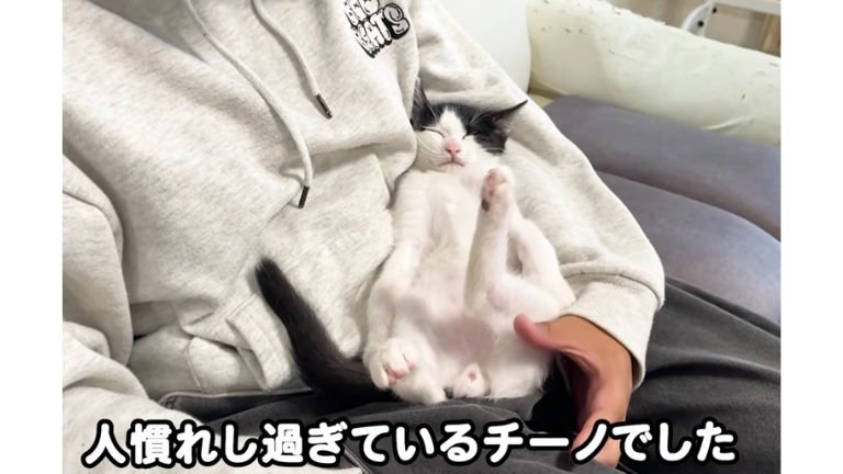男性と寝ている猫