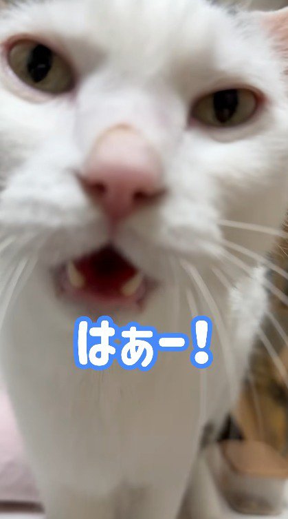 カメラに顔を近づける猫