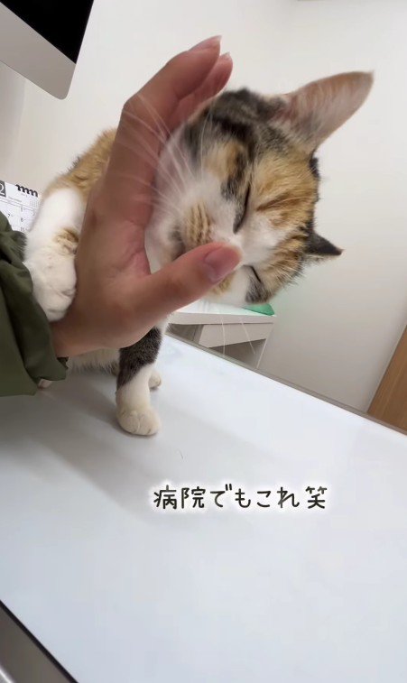甘えている子猫
