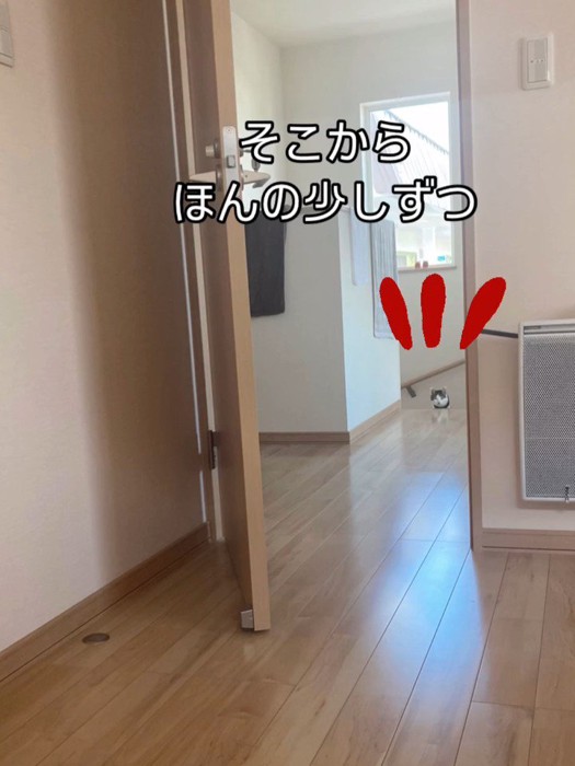 遠くから見ている猫