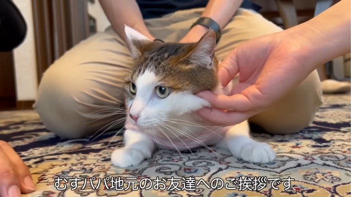 撫でられる猫