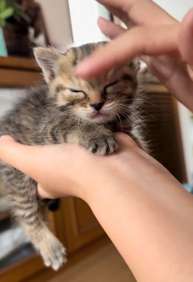 手に乗るツナちゃん