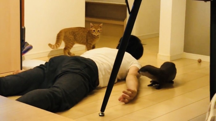 カワウソと茶トラ猫の間にスライディングするパパ