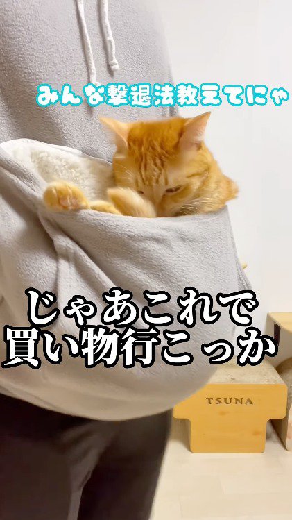 飼い主の腹部のポケットに収まった茶トラ猫