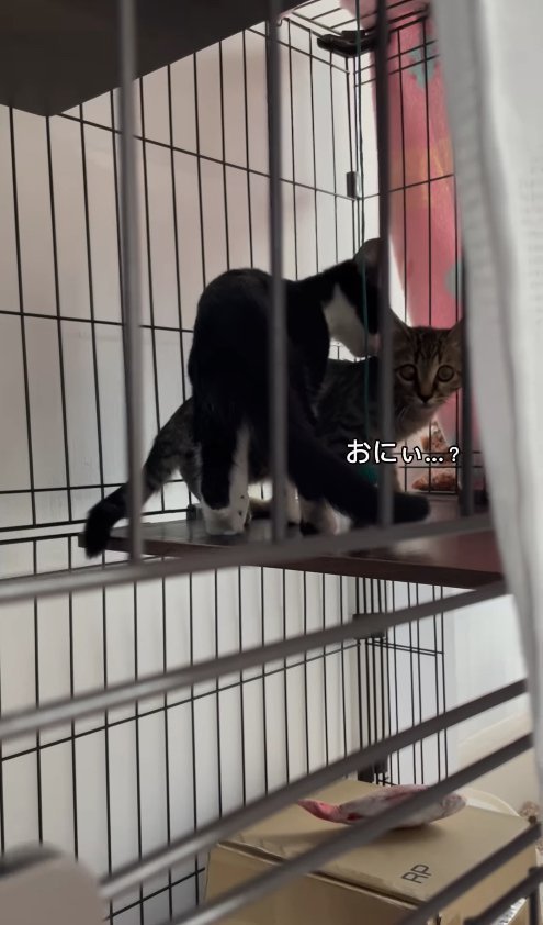 キジトラ子猫の匂いを嗅いでいるハチワレ子猫