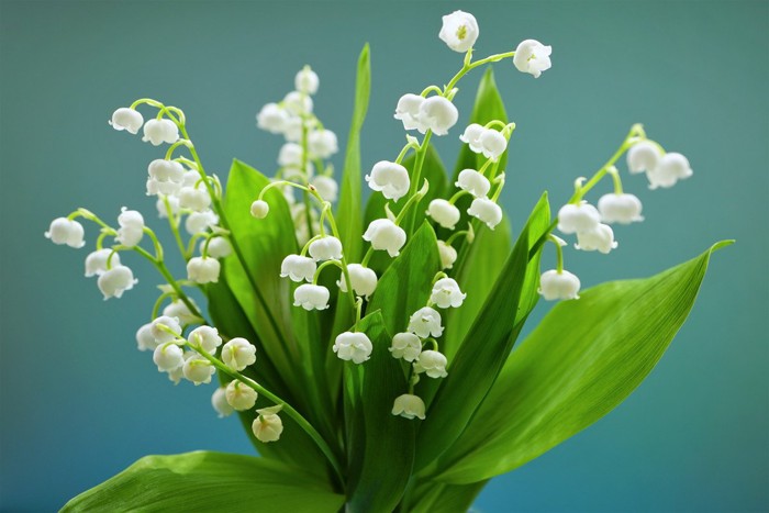 スズランの花束