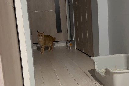 廊下にいるわさびくんとちくわくん