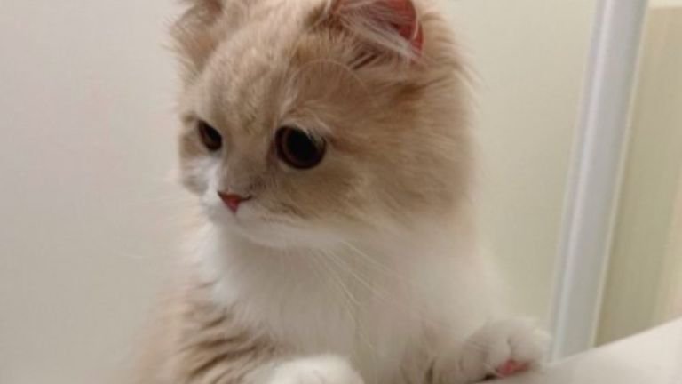 お風呂にいる猫