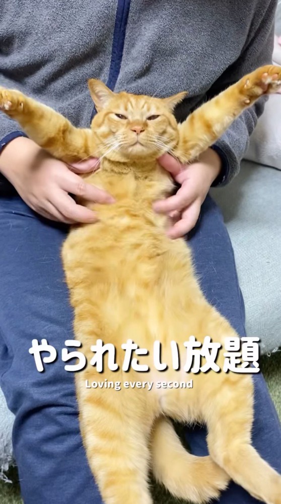 前足を広げて、男性に脇をくすぐられる猫