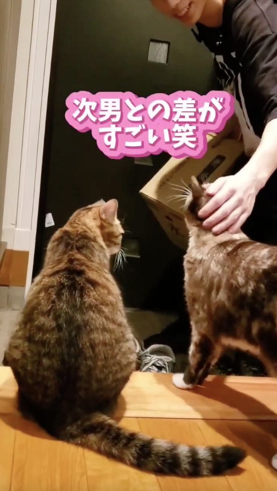 2匹の猫に行ってらっしゃいをされる長男さん