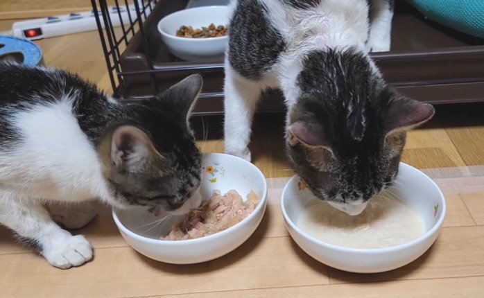 ご飯を食べる2匹の子猫