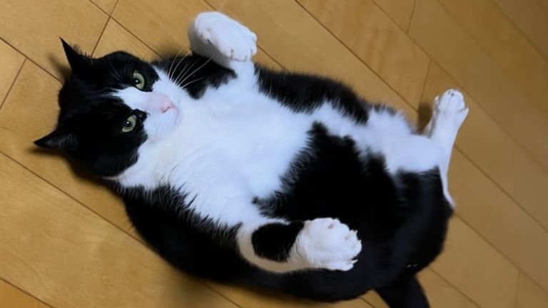 床に寝そべる猫