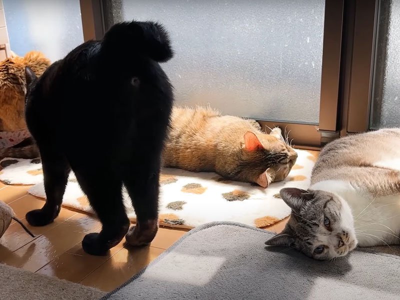 日向で寝る猫たち