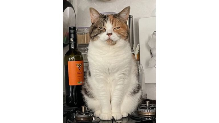 キッチンにいる猫