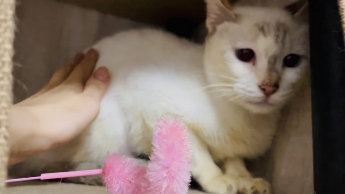 キャットタワーでママに撫でられる猫